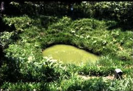 鏡池(かがみいけ)