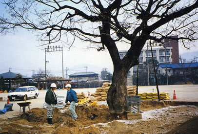 治療中のセンダンの木の写真