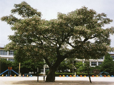 校庭のセンダンの木の春の写真