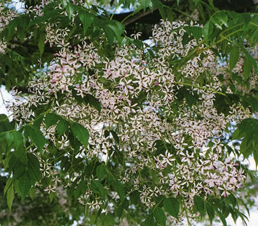 センダンの花の春の写真（1枚目）