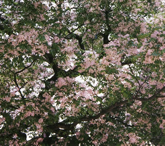 センダンの花の春の写真（2枚目）