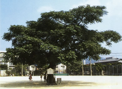 夏のセンダンの木の写真