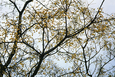 秋のセンダンの木の写真