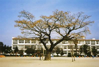 冬のセンダンの木の写真