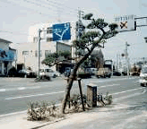 天狗の鞍掛け松の碑と3代目の松写真