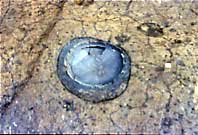 昔のトイレ写真