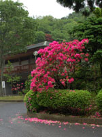 真っ赤なシャクナゲの写真