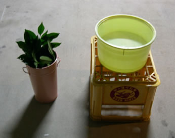 榊（さかき）と手洗い水