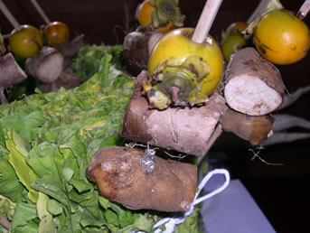 ホテ（上から渋柿・山芋・トコロ）の写真