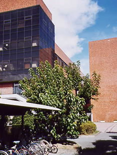 今も残る桑の木の写真