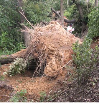 台風13号の影響で樹木が倒された写真