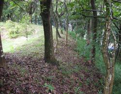 谷側の斜面の様子