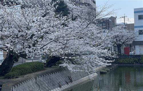 館長の部屋_R08_04_西鉄春日原駅近くの桜
