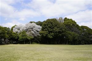 水城ゆめ広場（春）1