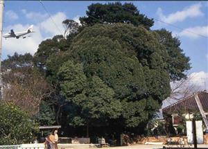 昭和60年ごろの御笠の森1