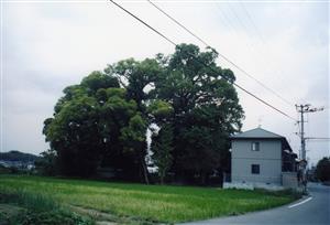 薬師の杜1
