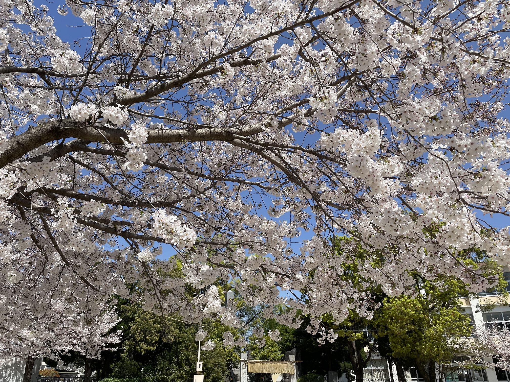 当館近くの公園の桜_館長の部屋