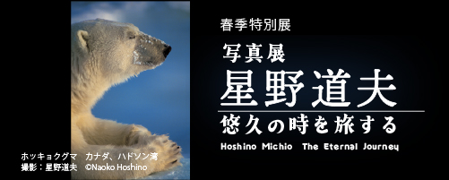 写真展　星野道夫　悠久の時を旅する_バナー小