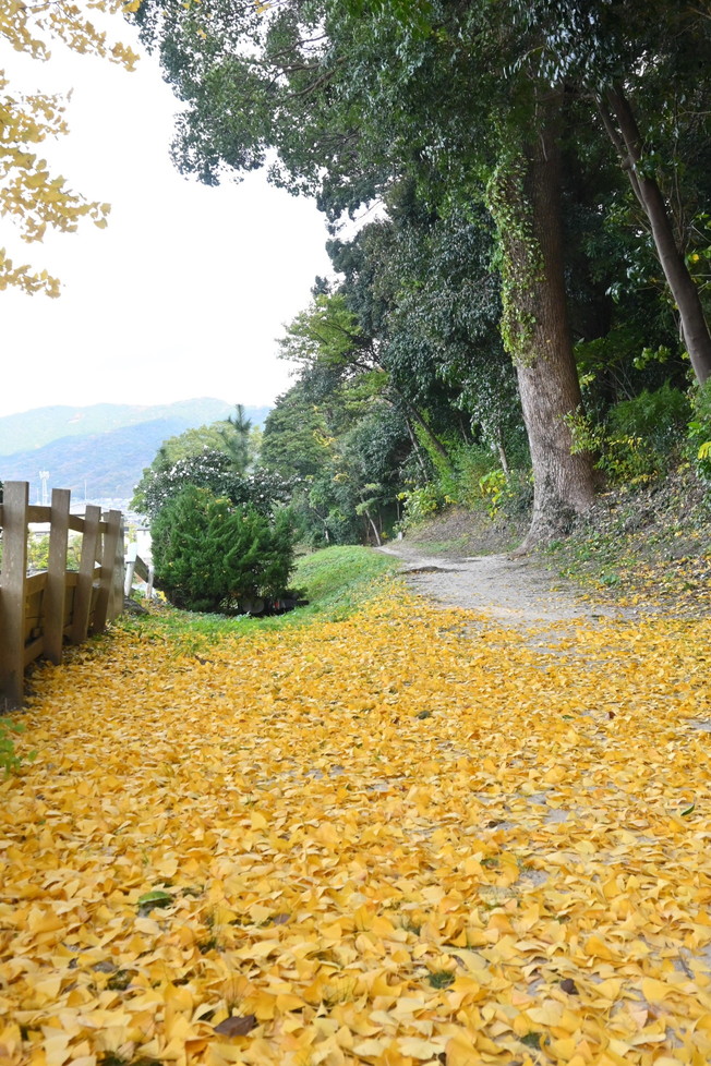 秋の水城跡散策路2写真