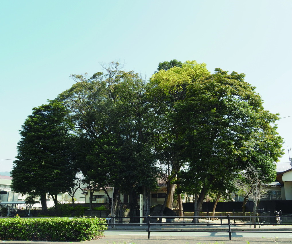 御笠の森全景2写真