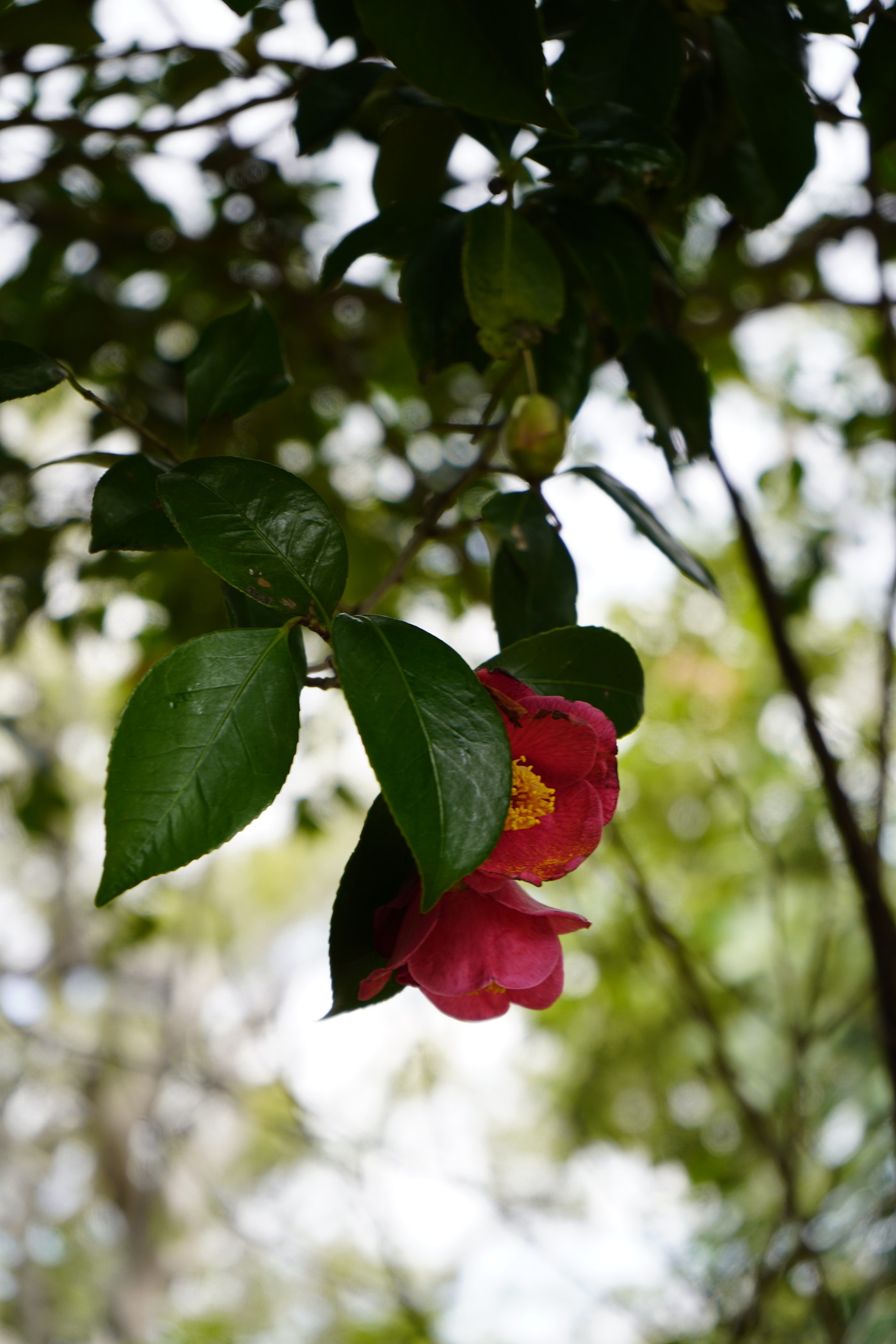 水城土塁の椿の花