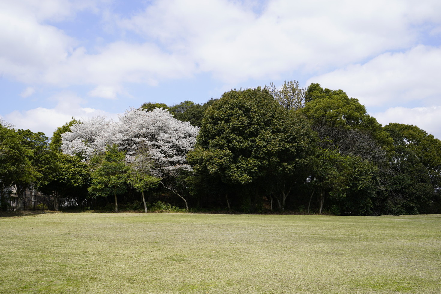 水城ゆめ広場にある大きな山桜