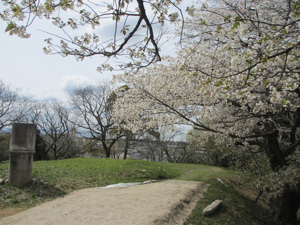 思水園の桜①