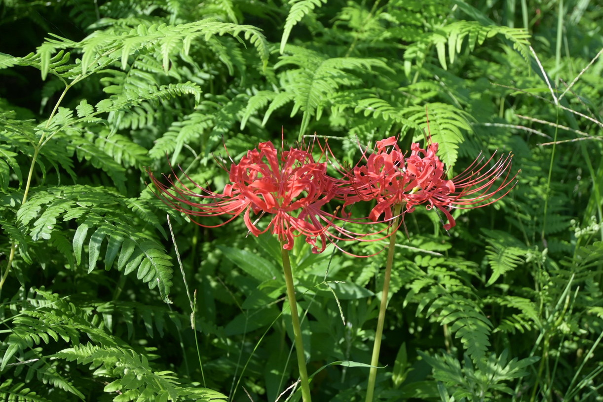 小水城ゆめあかり広場の彼岸花写真