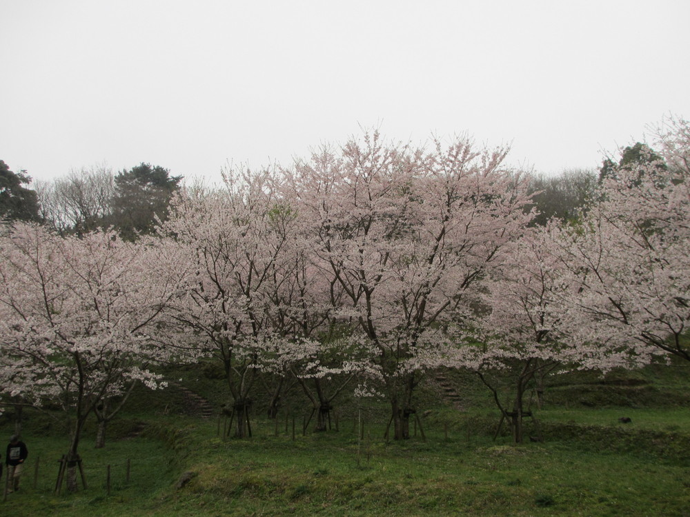 長者原窯跡群の桜写真