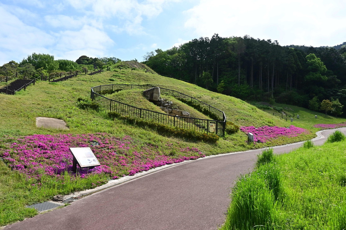 善一田古墳公園散策路沿いの芝桜
